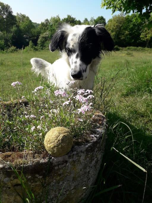 Maison De Bois En Pleine Nature A 20 Min De Beaune Montceau-et-Echarnant ภายนอก รูปภาพ